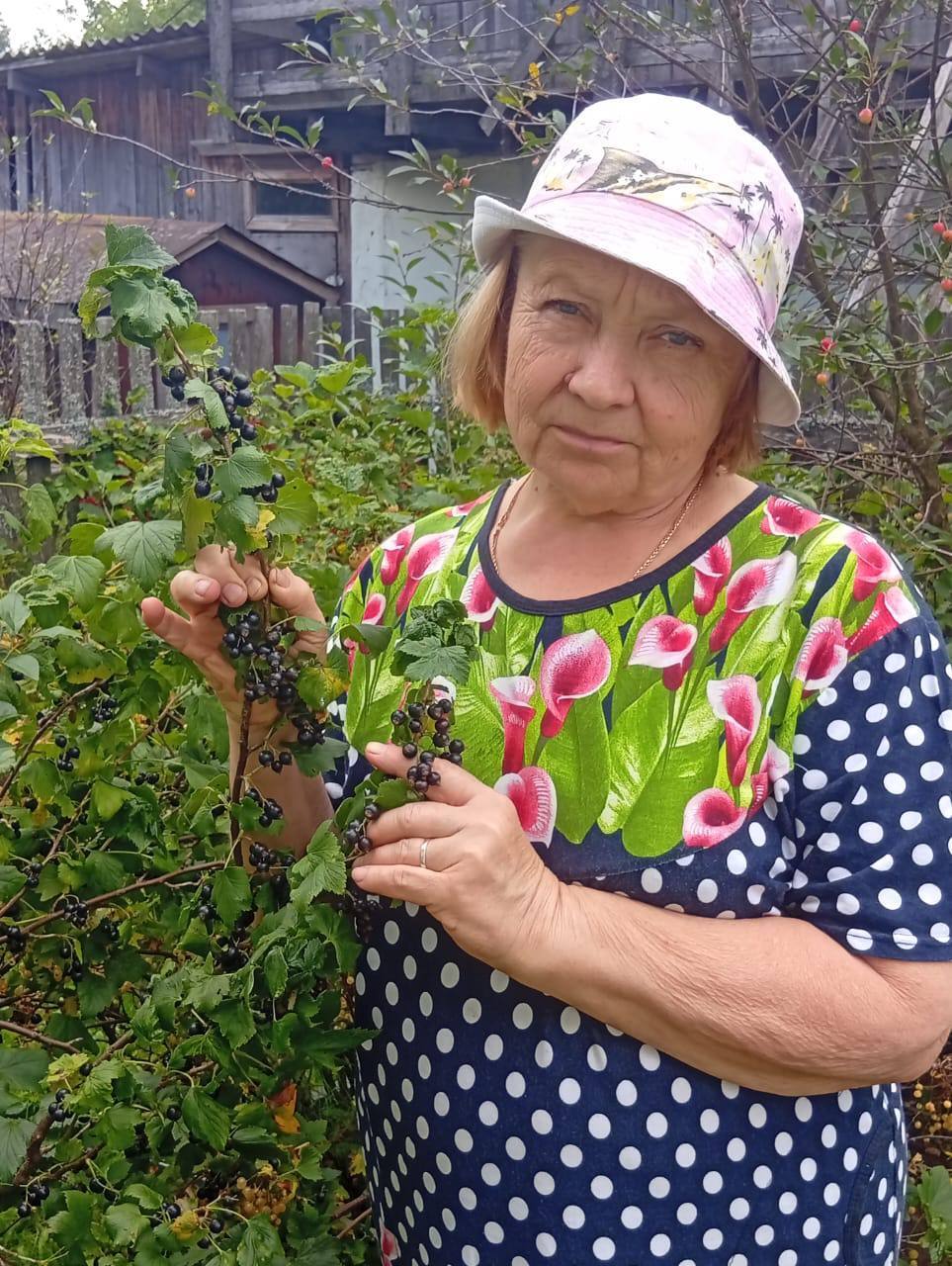 День смородины